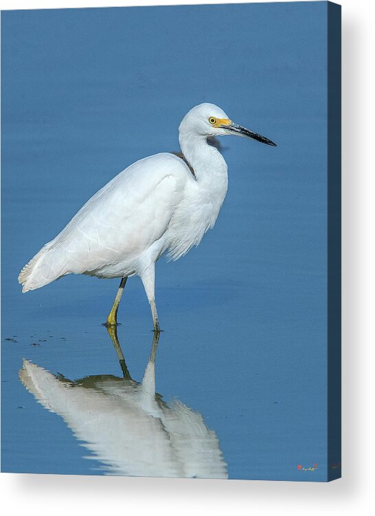 Nature Acrylic Print featuring the photograph Snowy Egret DMSB0182 by Gerry Gantt