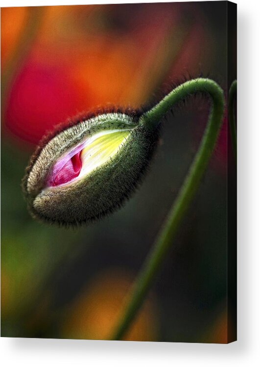 Macro Acrylic Print featuring the photograph Springs Here by Anna Cseresnjes