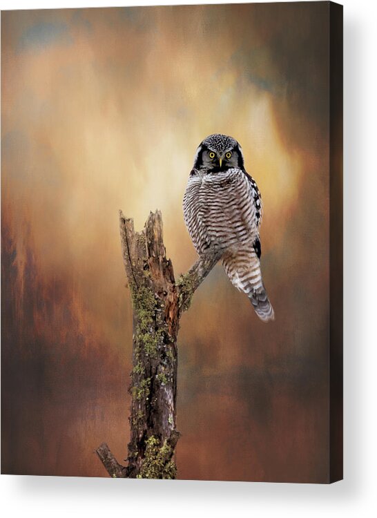 Northern Hawk Owl Acrylic Print featuring the photograph Stare Into My Eyes by Susan Rissi Tregoning