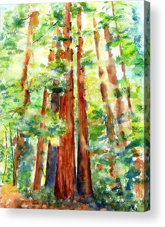 Redwoods Acrylic Print featuring the painting Sunlight through Redwood Trees by Carlin Blahnik CarlinArtWatercolor