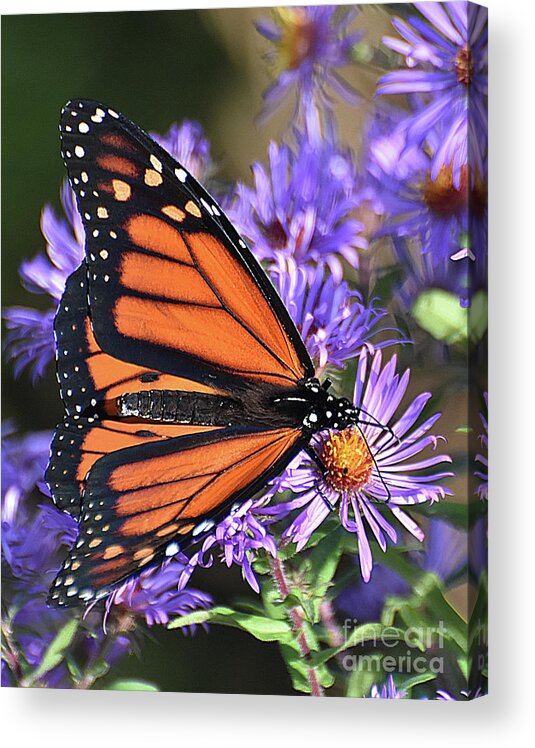 Diane Berry Acrylic Print featuring the photograph Sunset Monarch by Diane E Berry
