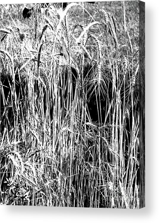 Black White Image Acrylic Print featuring the photograph The Bird's Wheat Patch by Lizi Beard-Ward