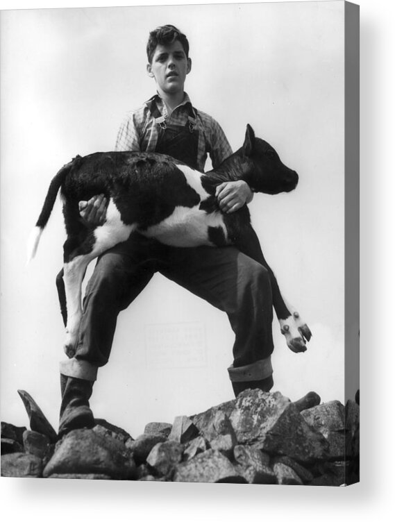 Farm Worker Acrylic Print featuring the photograph The Good Cowherd by Erich Auerbach