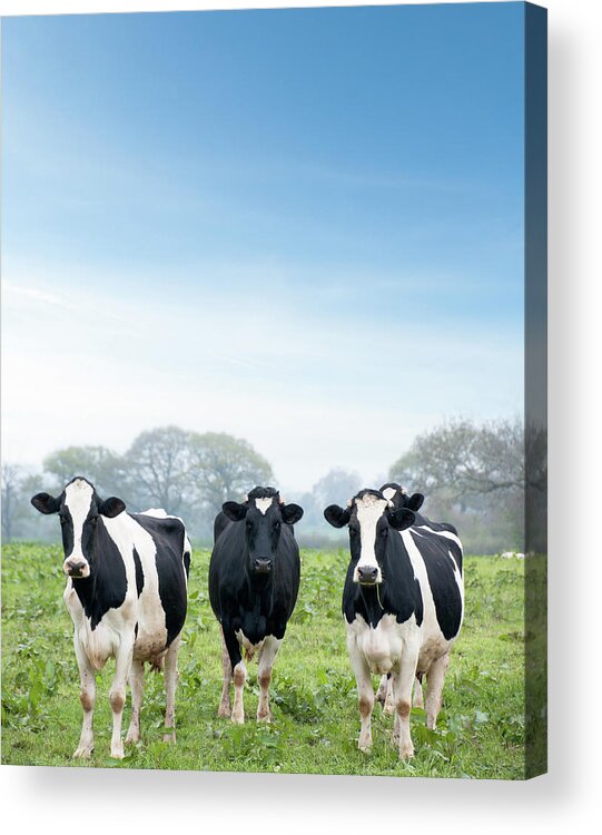 Domestic Animals Acrylic Print featuring the photograph Three Curious Cows Looking At The Camera by Tbradford
