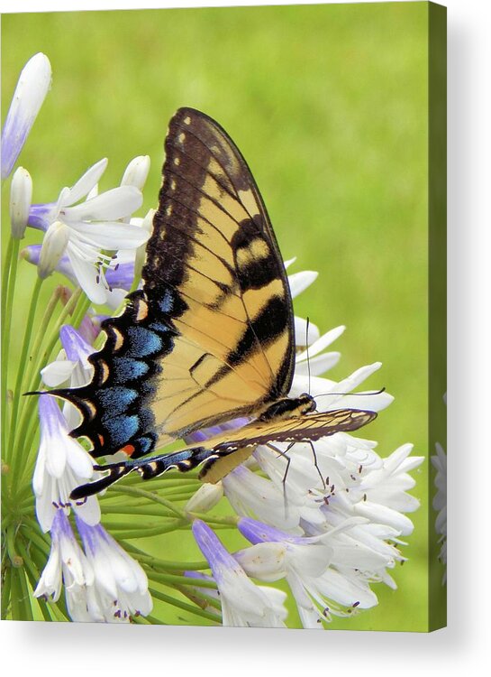 Butterfly Acrylic Print featuring the photograph Tiger Swallowtail I by Karen Stansberry
