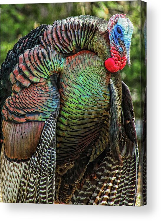 Wild Turkey Acrylic Print featuring the photograph Tom Turkey Dancing by Dale Kauzlaric