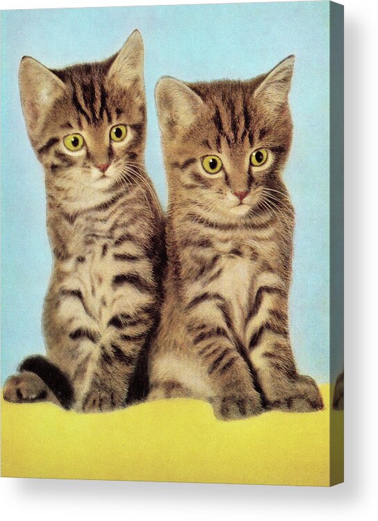 Animal Acrylic Print featuring the drawing Two Kittens by CSA Images