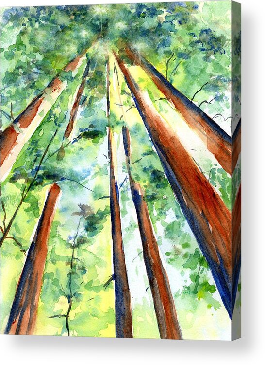 Redwood Acrylic Print featuring the painting Up through the Redwoods by Carlin Blahnik CarlinArtWatercolor