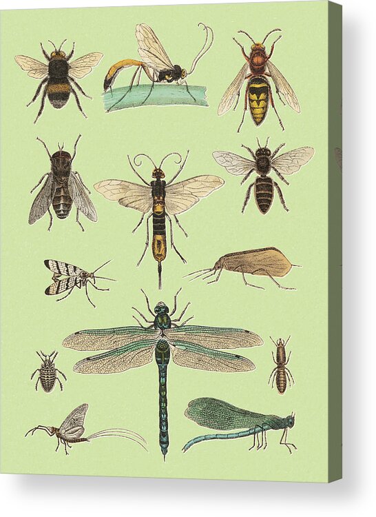 Animal Acrylic Print featuring the drawing Various Flying Insects by CSA Images