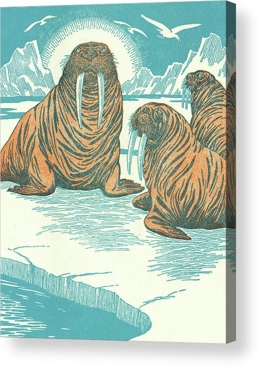 Animal Acrylic Print featuring the drawing Walruses by CSA Images