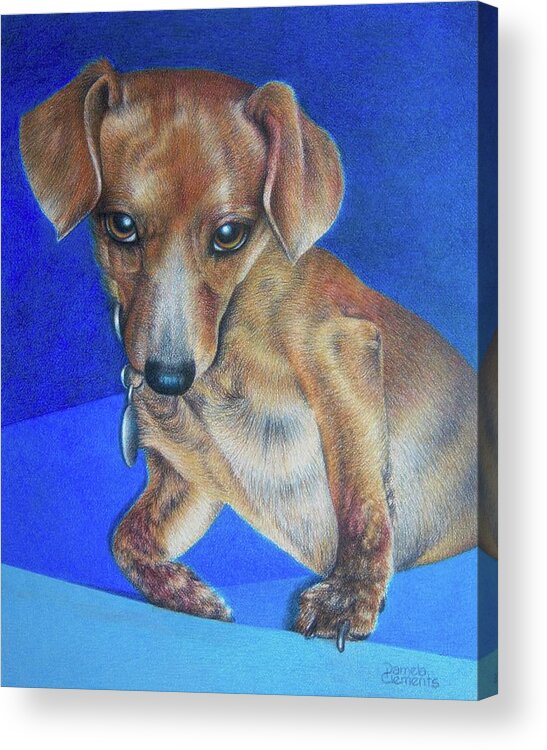 Dog Acrylic Print featuring the drawing Wasn't Me by Pamela Clements