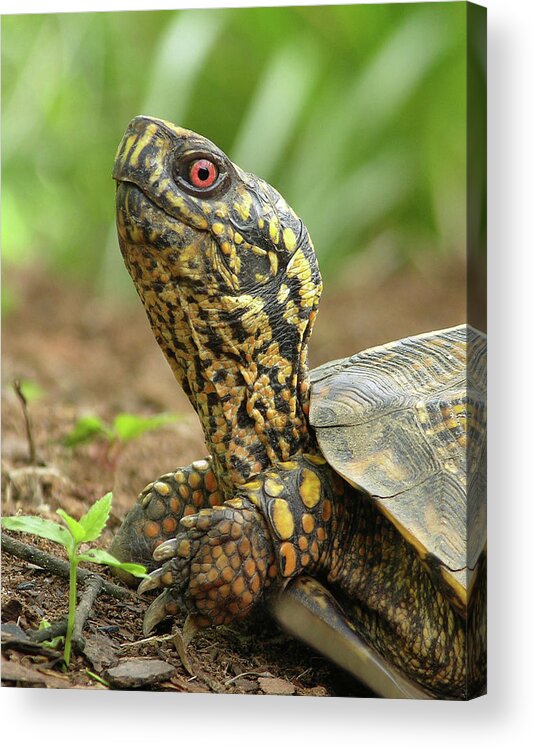 Turtle Acrylic Print featuring the photograph Watchful Eye by Randall Dill