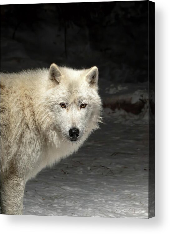 Wolf Acrylic Print featuring the photograph What's for Dinner? by Susan Rissi Tregoning