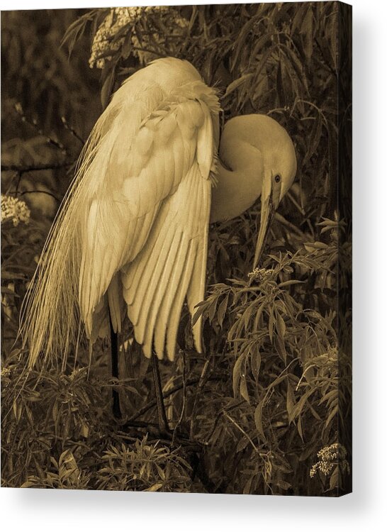 White Egret Acrylic Print featuring the photograph White Egret in Tree by Dorothy Cunningham