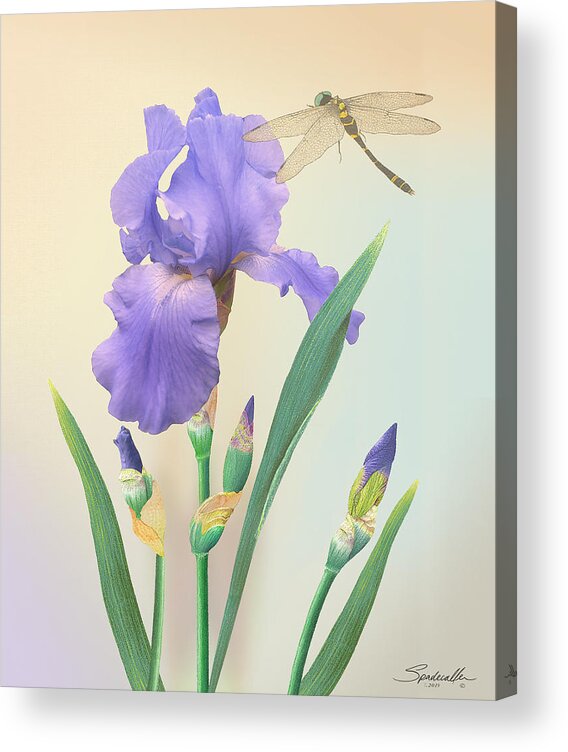 Flower Acrylic Print featuring the digital art Wild Iris and Dragonfly by M Spadecaller