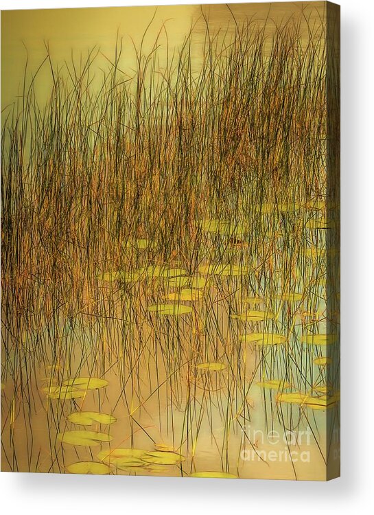  Acrylic Print featuring the photograph Willow Song by Hugh Walker