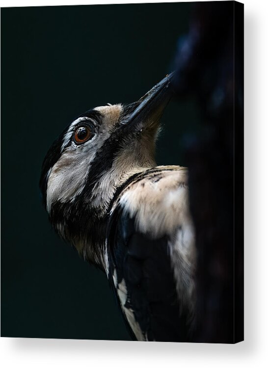 Woodpecker Acrylic Print featuring the photograph Woodpecker by Johan Lennartsson