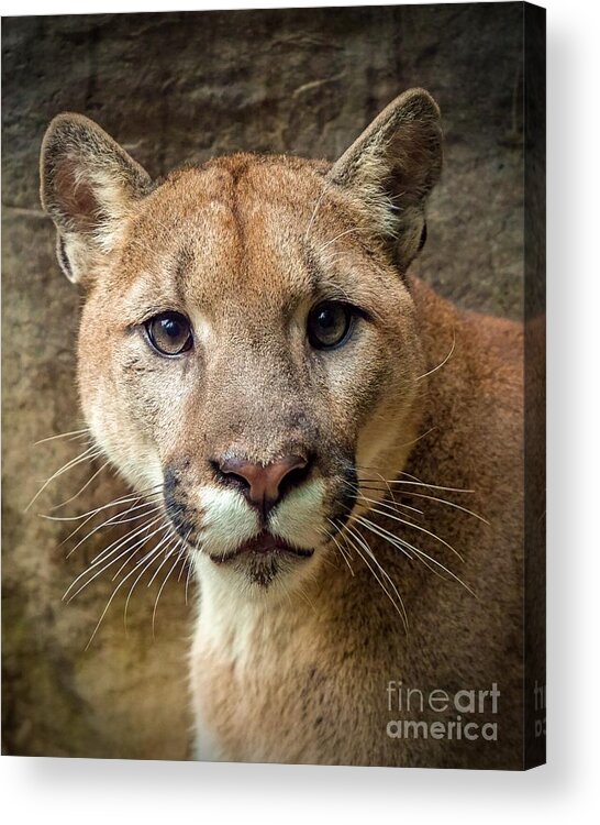 Animal Acrylic Print featuring the photograph Young Puma by Susan Rydberg