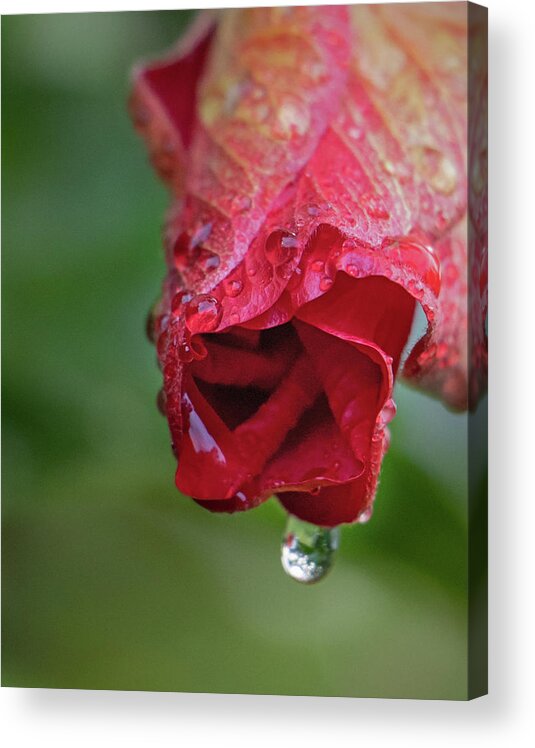 Hibiscus Acrylic Print featuring the photograph After the Rain #1 by M Kathleen Warren