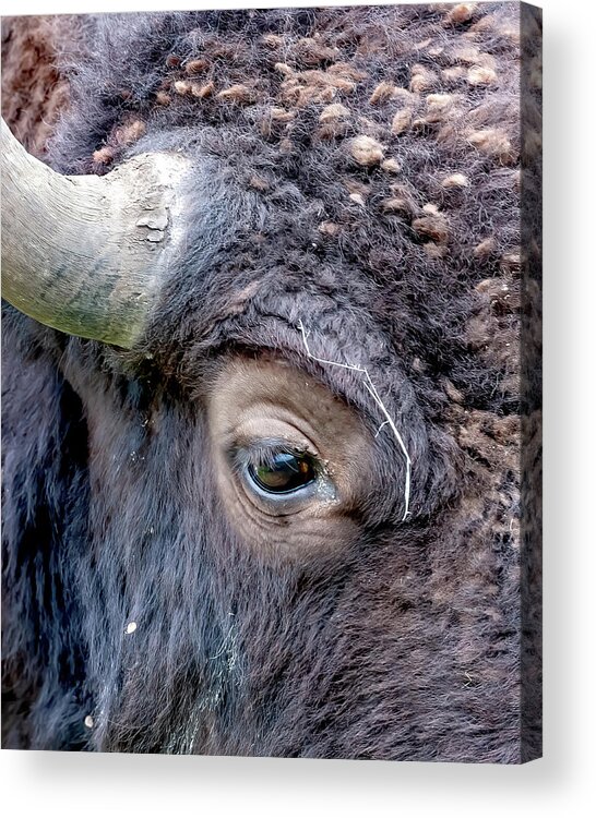 Bison Eye Acrylic Print featuring the photograph Bison Eye #1 by Jack Bell