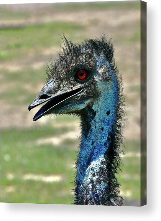 Emu Acrylic Print featuring the photograph Emu #1 by Sarah Lilja