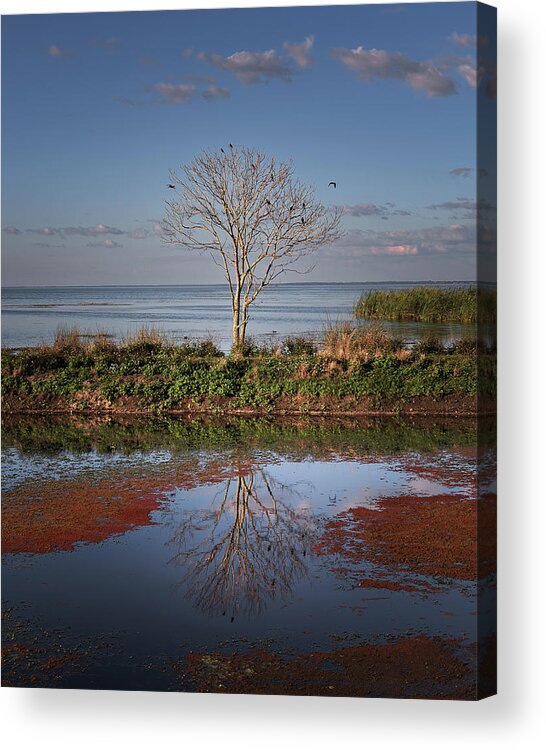 Florida Acrylic Print featuring the photograph Reflection of a Solitary Tree by Lars Mikkelsen