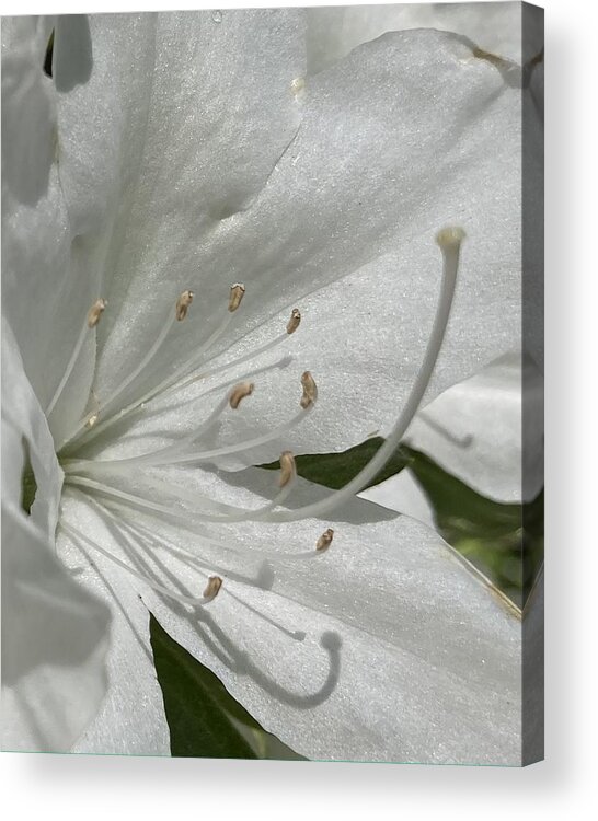 Gratitude Acrylic Print featuring the photograph Gratitude #1 by Shannon Grissom