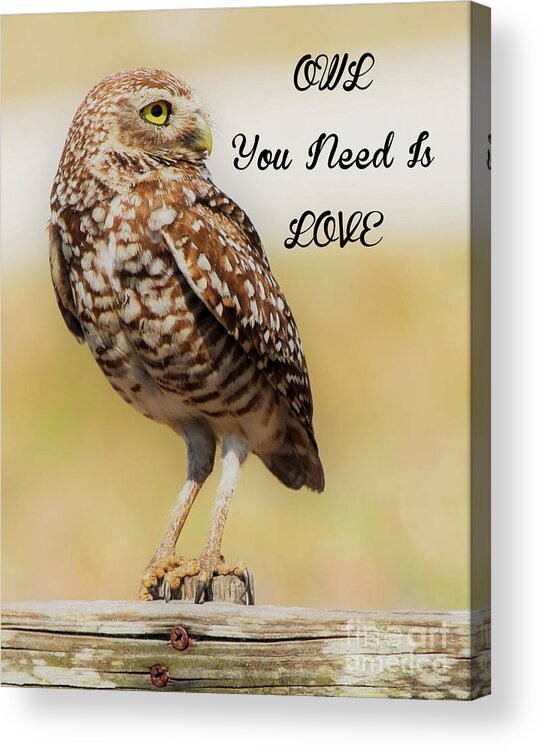 Burrowing Owl Acrylic Print featuring the photograph Owl you need is love #1 by Joanne Carey