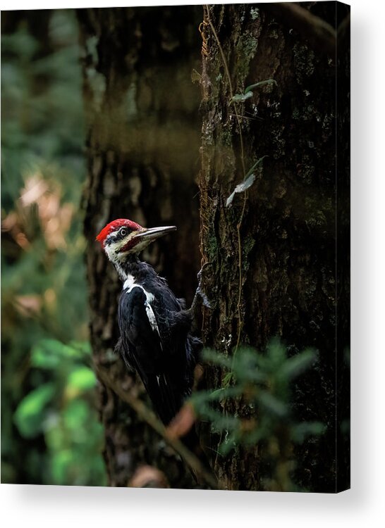 Pileated Woodpecker Acrylic Print featuring the photograph Pileated by James Overesch