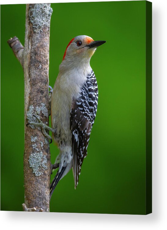 Red Bellied Woodpecker Acrylic Print featuring the photograph Red bellied Woodpecker #1 by Timothy McIntyre