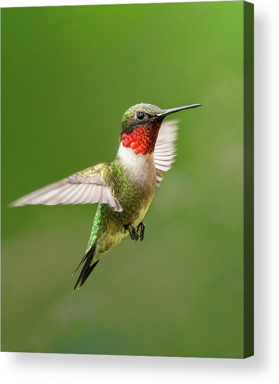 Hummingbird Acrylic Print featuring the photograph Ruby by James Overesch