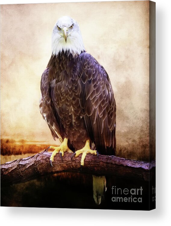 Bald Eagle Acrylic Print featuring the photograph Stare Down #1 by Ed Taylor