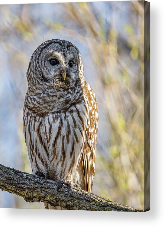 Barred Owl Acrylic Print featuring the photograph Barred Owl #14 by Brad Bellisle