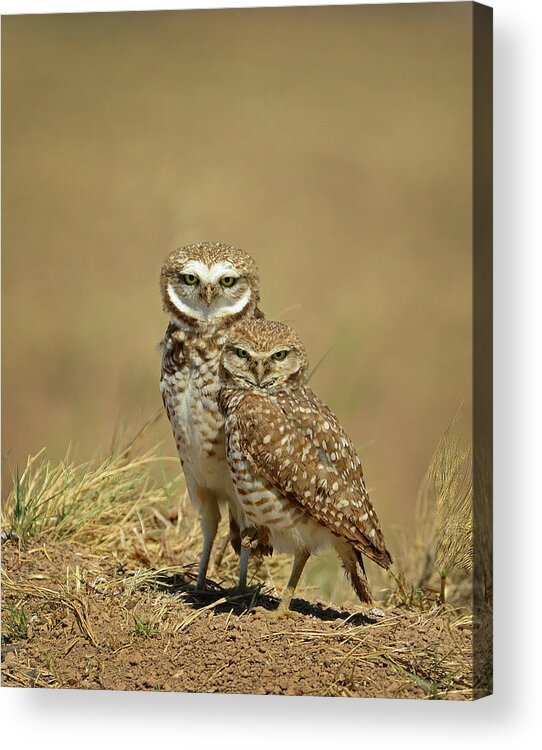Burrowing Owl Acrylic Print featuring the photograph Burrowing Owl Pair #2 by Cindy McIntyre