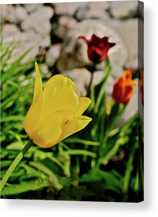Tulips Acrylic Print featuring the photograph 2020 Acewood Tulips By the Water 1 by Janis Senungetuk