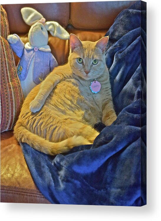 Tabby Cat Acrylic Print featuring the photograph 2020 Interrupted by Janis Senungetuk