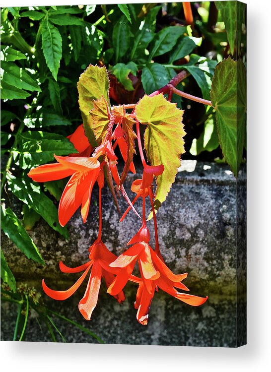 Begonia Acrylic Print featuring the photograph 2020 Mid June Garden Welcome by Janis Senungetuk