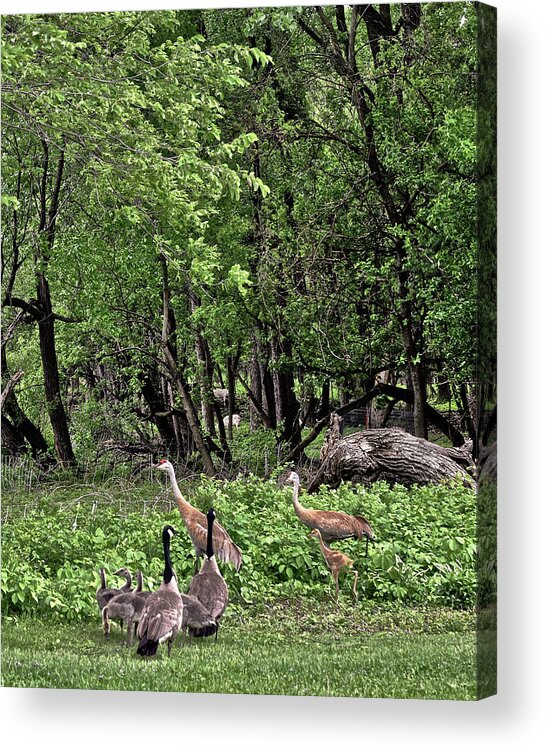 Sandhill Cranes Acrylic Print featuring the photograph 2022 Busy Afternoon at the Basin by Janis Senungetuk