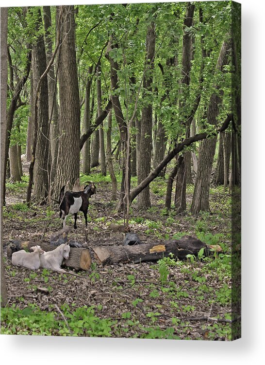 Goats Acrylic Print featuring the photograph 2022 Visiting Goats 1 by Janis Senungetuk