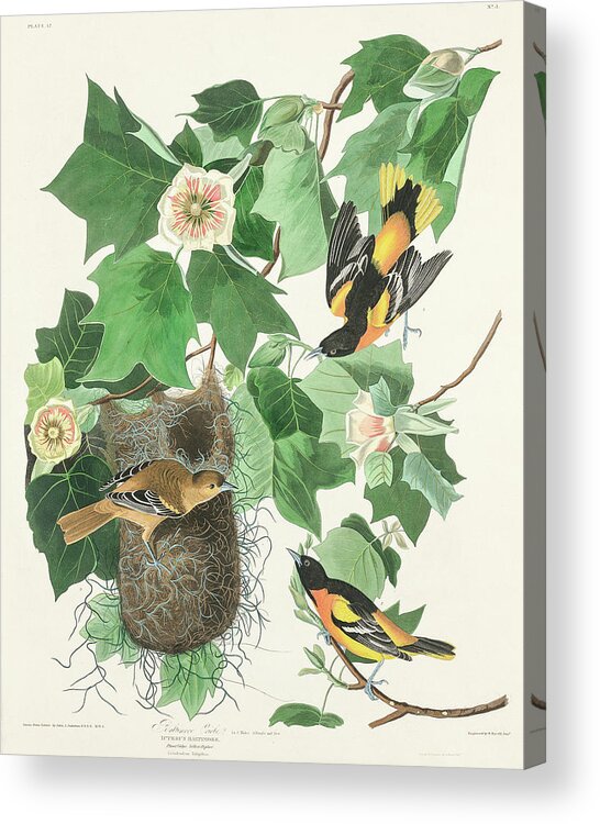 Audubon Birds Acrylic Print featuring the drawing Baltimore Oriole #3 by John James Audubon