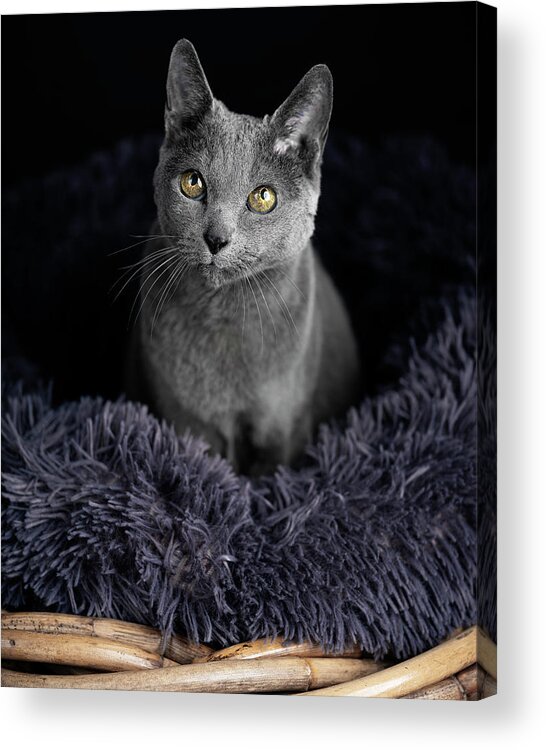 Russian Blue Cat Acrylic Print featuring the photograph Russian Blue Cat #5 by Nailia Schwarz