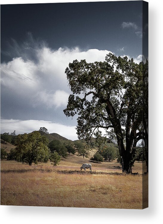  Acrylic Print featuring the photograph Santa Margarita #8 by Lars Mikkelsen