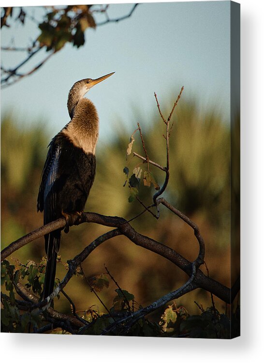 Florida Acrylic Print featuring the photograph A Cormorant rests on Bird Island by John Simmons