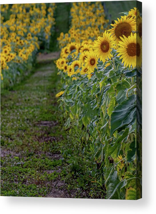 Agriculture Acrylic Print featuring the photograph A far as the eye can see by Brian Shoemaker