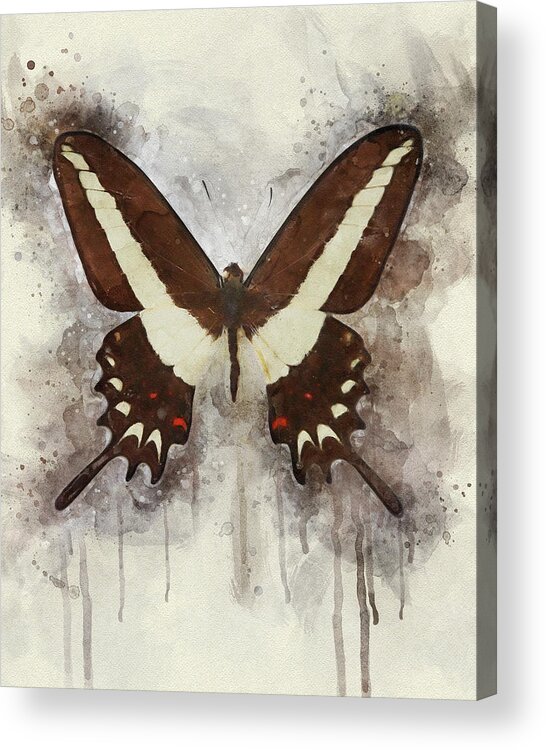 Butterfly Acrylic Print featuring the photograph A Flutter of Color by Leda Robertson