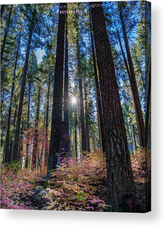 Forest Acrylic Print featuring the photograph A Forest of Pink by Devin Wilson