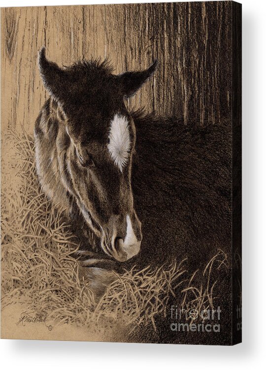 Colt Acrylic Print featuring the drawing A New Hope by Jill Westbrook