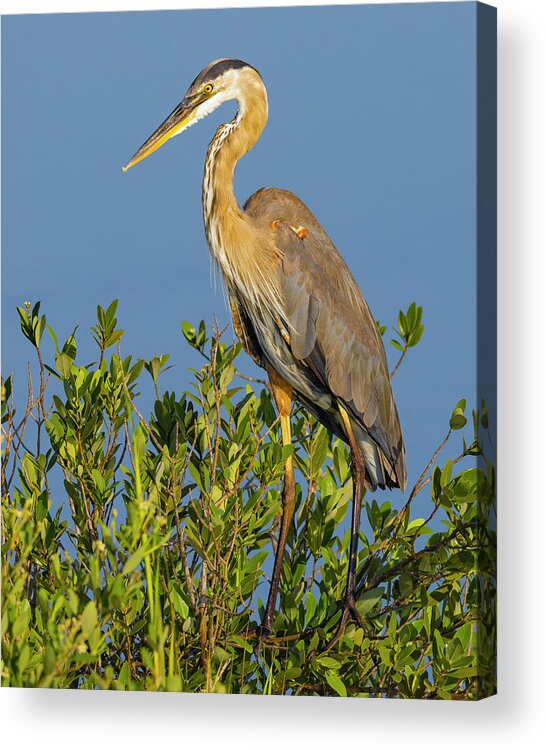 R5-2653 Acrylic Print featuring the photograph A Proud Heron by Gordon Elwell