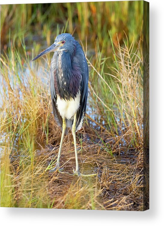 R5-2607 Acrylic Print featuring the photograph A young blue heron by Gordon Elwell