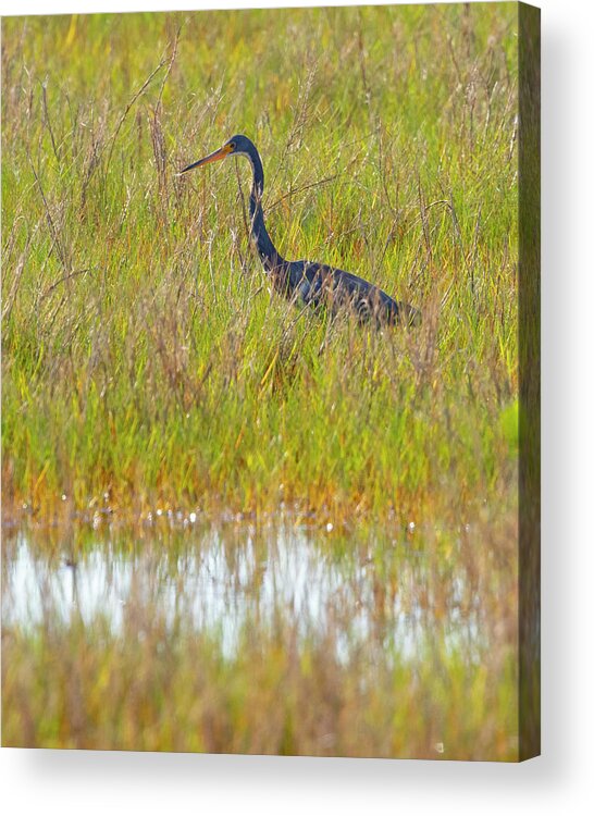 R5-2669 Acrylic Print featuring the photograph A Youngster out in the Grasslands by Gordon Elwell